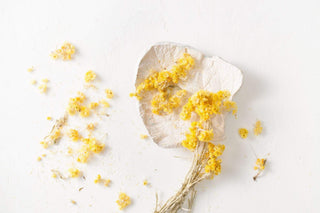 Ingredient Spotlight: Immortelle