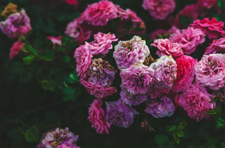 Ingredient Spotlight: Benefits of Rose Oil And Rose Water for Skin