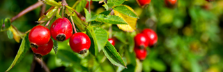 Ingredient Spotlight: Rose Hips And The Vitamin C Myth
