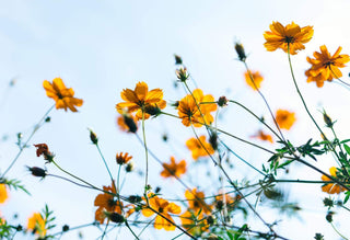 Powerful Spring Skincare Tips for Healthy Skin—According to a Chinese Medicine Practioner