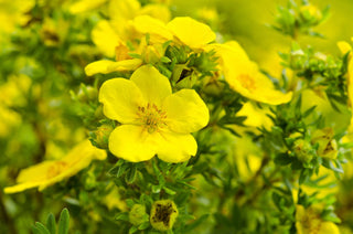 Ingredient Spotlight: Evening Primrose Oil Benefits For Every Skin Type