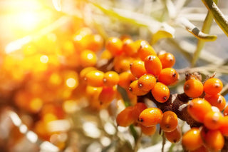 The Incredible Benefits Of Sea Buckthorn For Your Skin