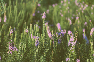 Blackheads & Enlarged Pores