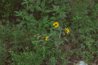 Small yellow wildflowers in a field