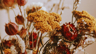 Dried flowers in warm autumn hues, featuring rich fall colors and natural textures for a seasonal fall skincare collection.
