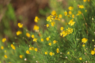 Apoterra yellow flowers