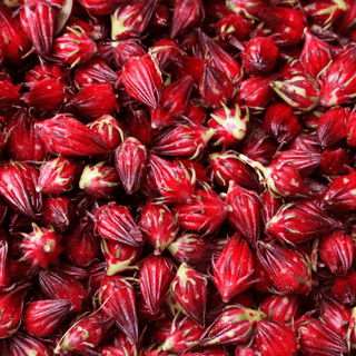 Close-up of red Hibiscus plant flowers.