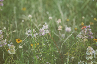 Wildflower field cpm352025-06-01195507.644_0f4f6a70-2474-49b7-9825-2534e10cf584