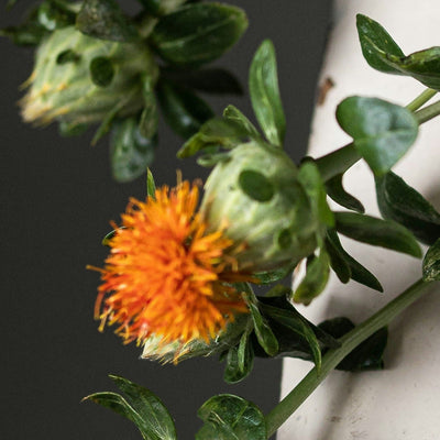 Safflower Oil (Linoleic-Rich)