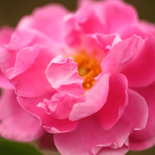 Close-up of a vibrant pink rose and petals used in the making of Apoterra's rose water.