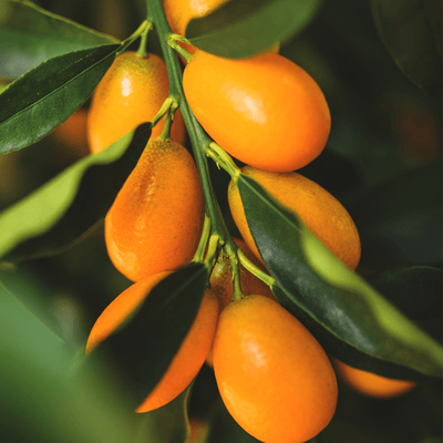 Sea Buckthorn (Sea Berry) Fruit Oil
