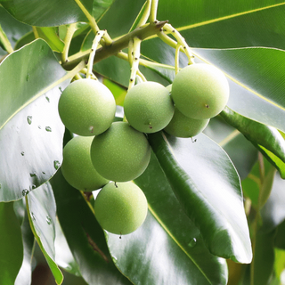 Tamanu tree fruit and leaves growing in the wild